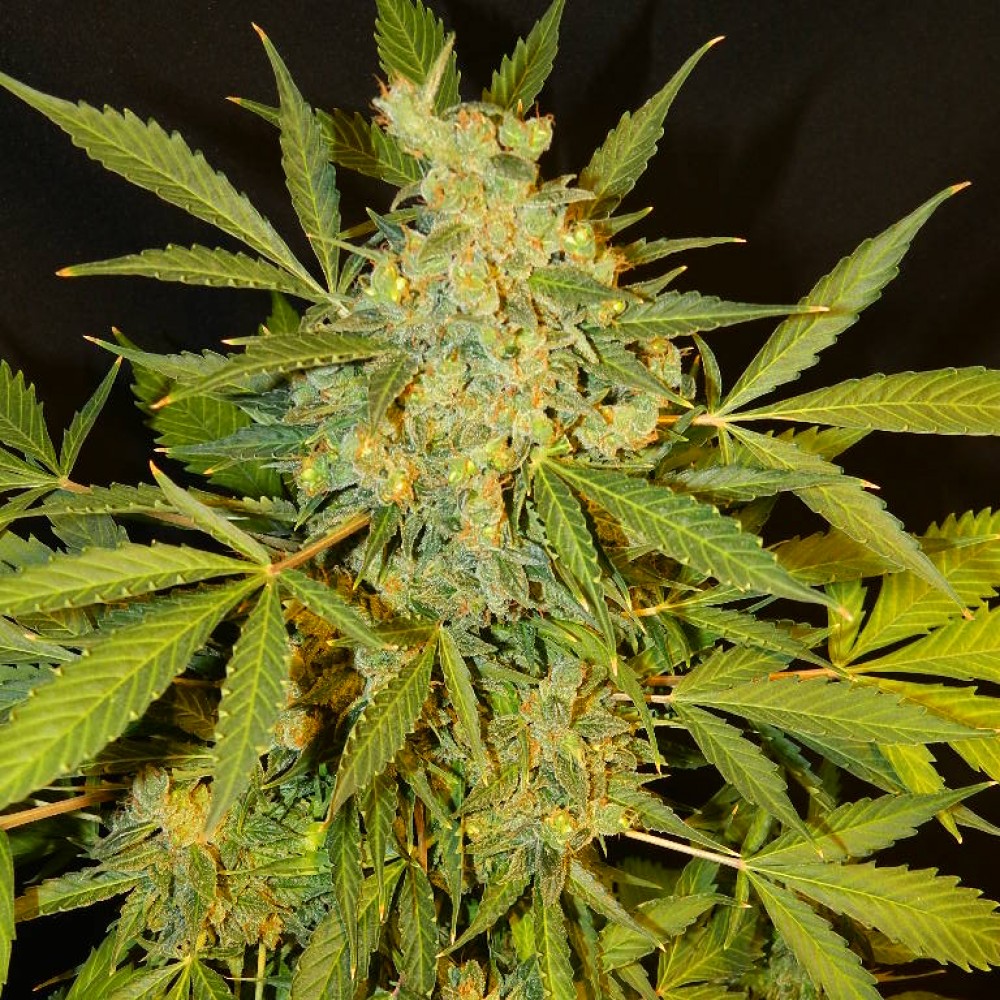Заказать семена марихуаны автоцветущие как получить женское растение конопли
